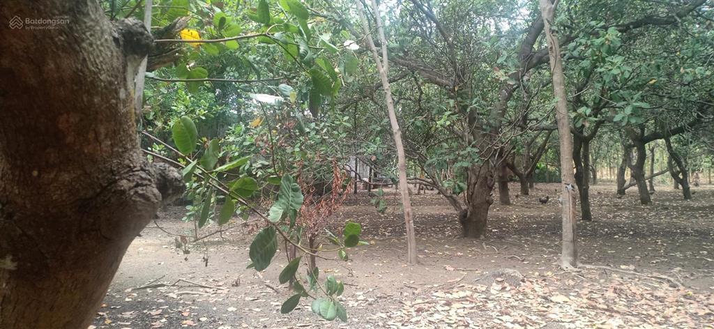 Bán 496.2m2 mặt tiền 10m đường rộng 4m lk kcn đồng xoài 2 và 3, giá 2 tỷ