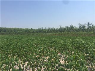 Bán đất 30000m2 tại đường 795, xã suối ngô, tân châu, tây ninh. giá 7,5 tỷ