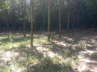 Siêu phẩm bán 80.000m2 đất cao su đang khai thác + 1000m2 đất ở tại tây ninh. giá 24 tỷ (bớt lộc)