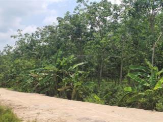 Cần bán gấp 50.000m2 đất vườn cao su đang khai thác tại tân châu, tây ninh. giá 13 tỷ (tl)