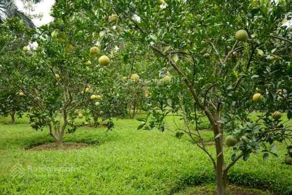 Trang trại siêu đẹp view hồ nước tại nhân lý, xuân sơn, thị xã sơn tây