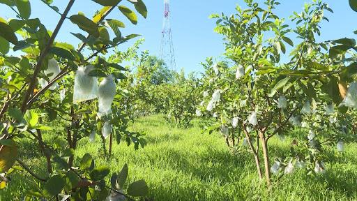 Trang trại siêu đẹp view hồ nước tại nhân lý, xuân sơn, thị xã sơn tây