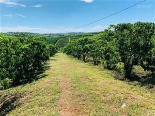 Bán 3,4 ha đambri, mặt tiền đường 90m