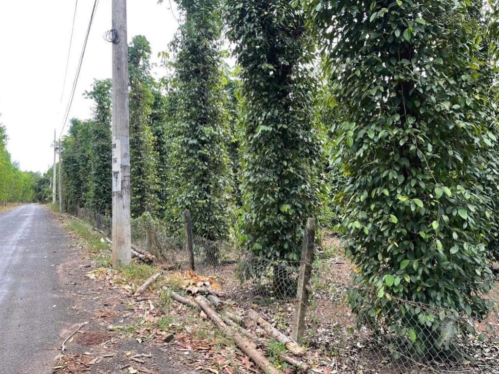 Chính chủ cần bán vườn tiêu xuyên mộc bà rịa vũng tàu 7000m2 6ty550triệu có 100m mặt tiền nhựa