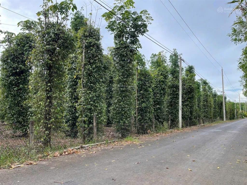 Chính chủ cần bán vườn tiêu xuyên mộc bà rịa vũng tàu 7000m2 6ty550triệu có 100m mặt tiền nhựa