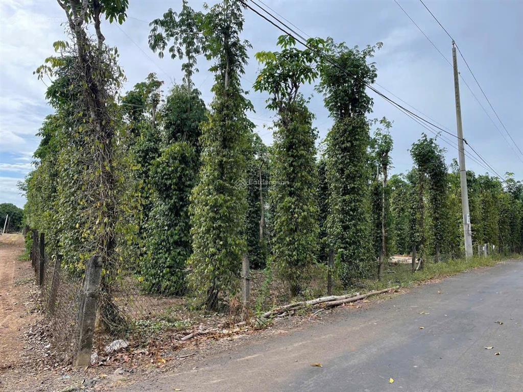 Chính chủ cần bán 7000m2 giá rẻ, mặt tiền đường nhựa thuộc xuyên mộc bà rịa vũng tàu, 100m mặt tiền