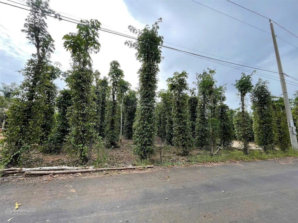 Chính chủ cần bán 7000m2 giá rẻ, mặt tiền đường nhựa thuộc xuyên mộc bà rịa vũng tàu, 100m mặt tiền