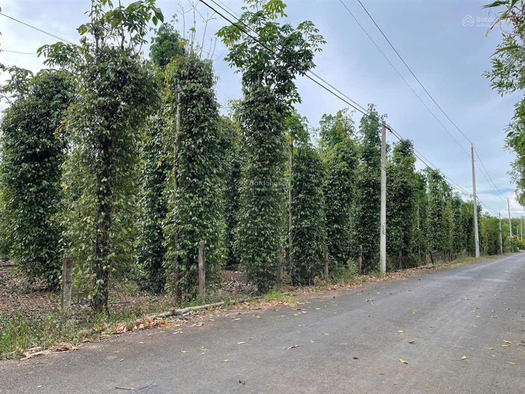 Chính chủ cần bán 7000m2 giá rẻ, mặt tiền đường nhựa thuộc xuyên mộc bà rịa vũng tàu, 100m mặt tiền