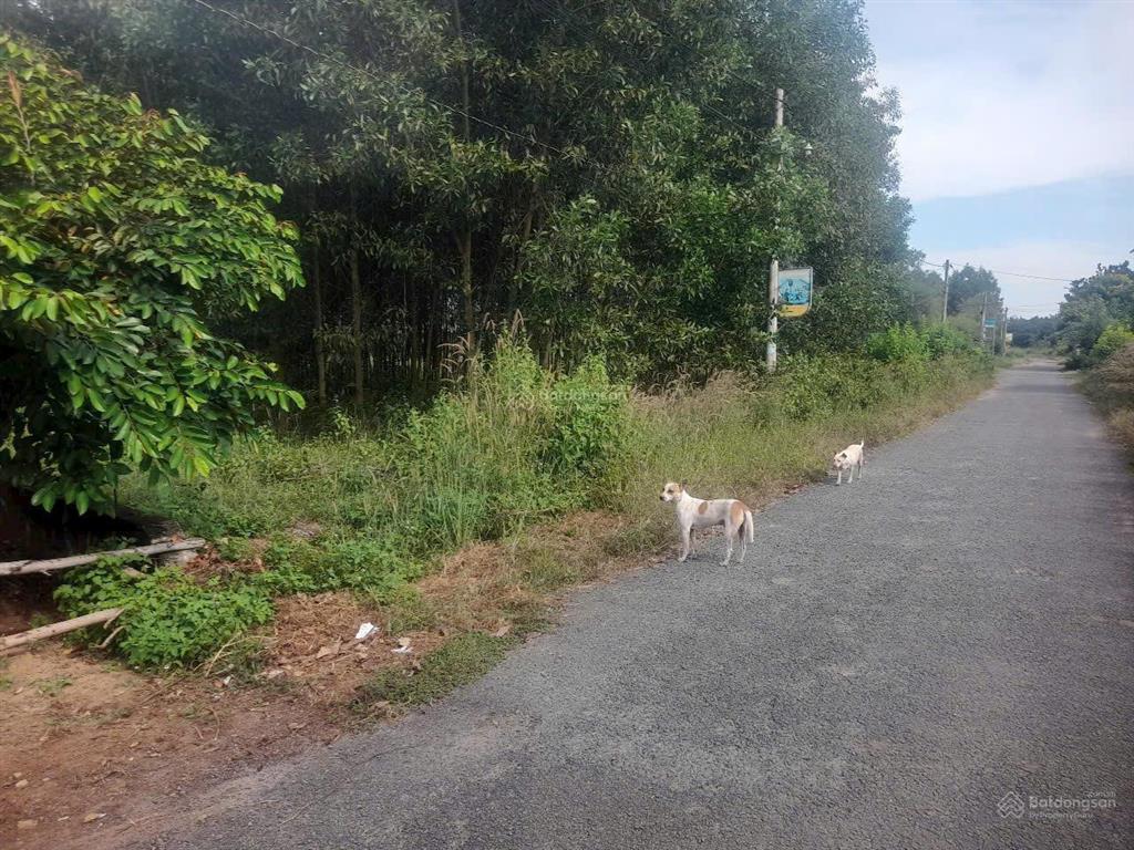 Đất long phước đối diện kcn bàu cạn  tân hiệp, đường nhựa, shr thổ cư