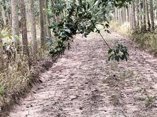 Bán gấp 10 ha đất trồng cây cao su 5 năm tây ninh 16,5 tỷ xã suối ngô, tân châu mặt tiền 300m