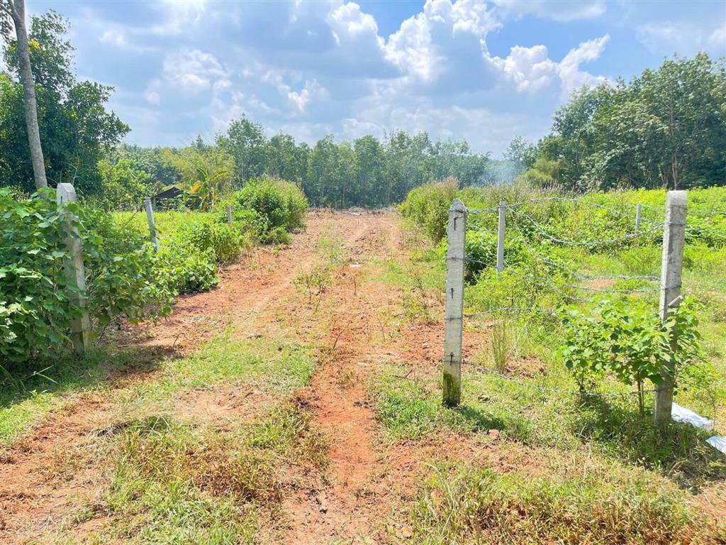 Đất sào giá rẻ chơn thành, bình phước