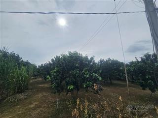 Bán gấp 2 lô xã xuân tây, huyện cẩm mỹ, đồng nai  vị trí trung tâm ngã 4 sông ray