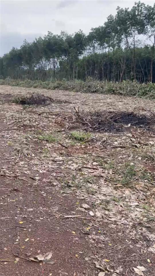 Phù hợp xây chdv 6 tầng  7 x 18m  hẻm ô tô huỳnh tấn phát  kế kcx tân thuận