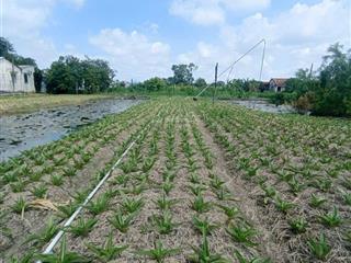 Bán miếng đất có thổ cư giá rẻ hưng long, bình chánh