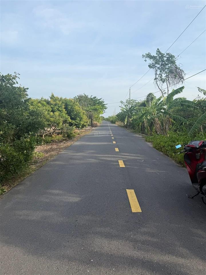 Bán 2 sào đất bình châu, có vườn nhãn xuồng, gần đường 991 (sân bay long thành bình châu)