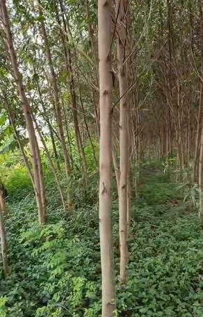 Đất nền rộng 350000 m2 tọa lạc tại khánh thuận, u minh, cà mau. giá 11 tỷ. bao giá