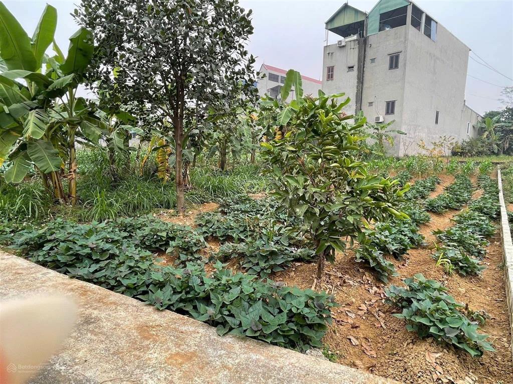 Bán đất giá rẻ đông yên, quốc oai, ngay đường tỉnh lộ, dt 167 m2 chỉ nhỉnh 1 tỷ sẵn sổ