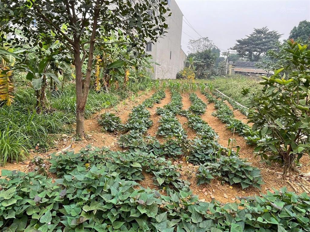 Chính chủ bán đất đông yên, quốc oai thổ cư view đường tỉnh lộ dt 167 m2 giá rẻ chỉ nhỉnh 1 tỷ