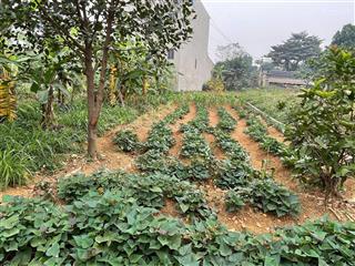 Chính chủ bán đất đông yên, quốc oai thổ cư view đường tỉnh lộ dt 167 m2 giá rẻ chỉ nhỉnh 1 tỷ