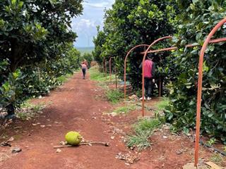 Lô đất vườn bazan 62.457 m2 (6.25 ha) chư prông, gia lai, có cây ăn trái tiện làm vườn giá 8.5 tỷ