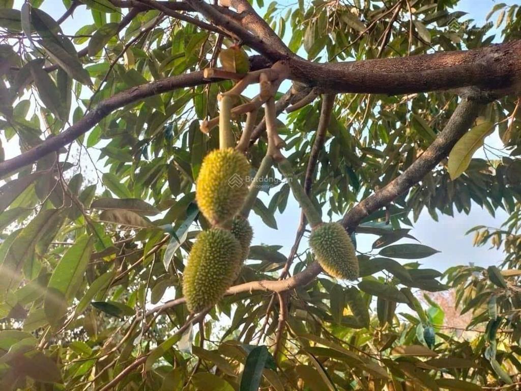 Bán 3 sào (3000m2) tl52 xã long tân giá 9 tỷ, cơ hội đầu tư sinh lời cao