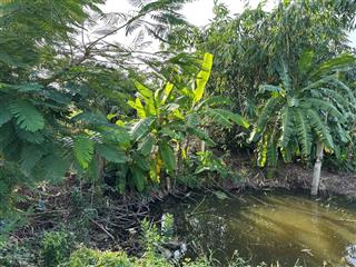 Đất vườn 2.000m2 mặt tiền tập đoàn liên doanh gần cao tốc bến lức long thành chỉ 3,5 triệu/m2