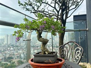 Bán căn penhouse 2 tầng, view hồ siêu đẹp, diện tích 343m2 thiết kế 5pn, 4wc, phòng thờ riêng