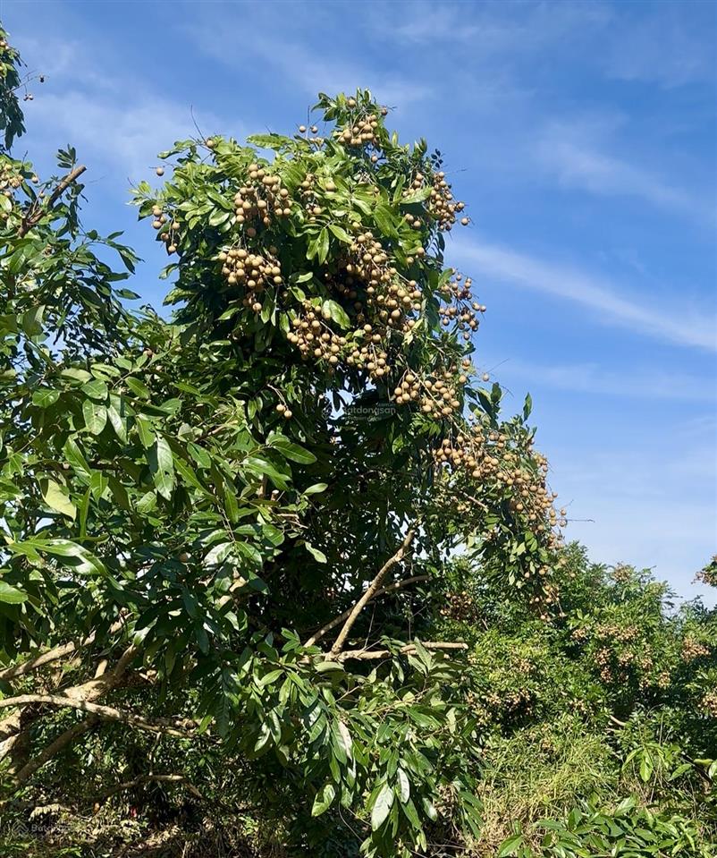 Đất 500m2 sẵn nhãn  làm nhà vườn hết sẩy