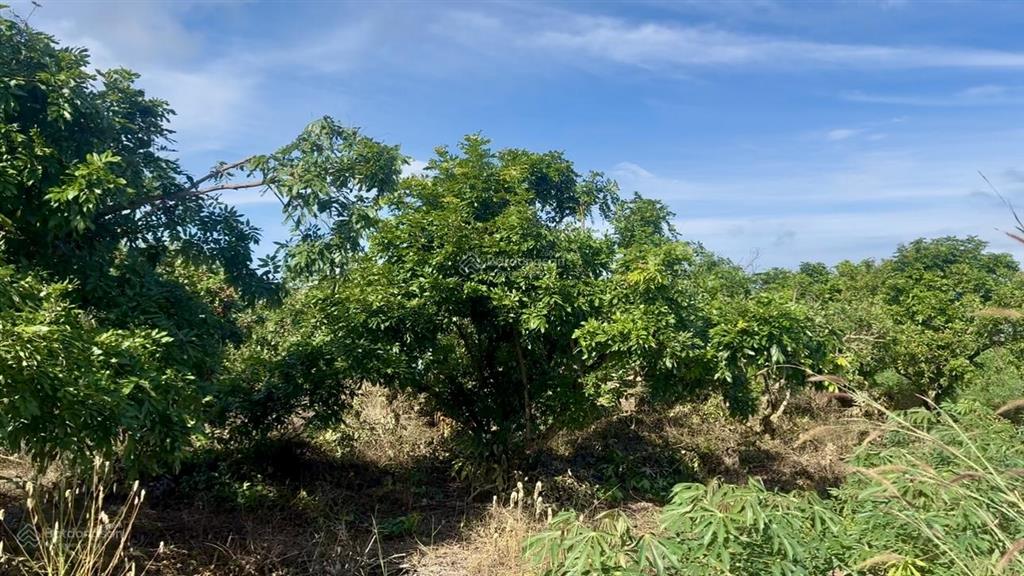 Đất 500m2 sẵn nhãn  làm nhà vườn hết sẩy