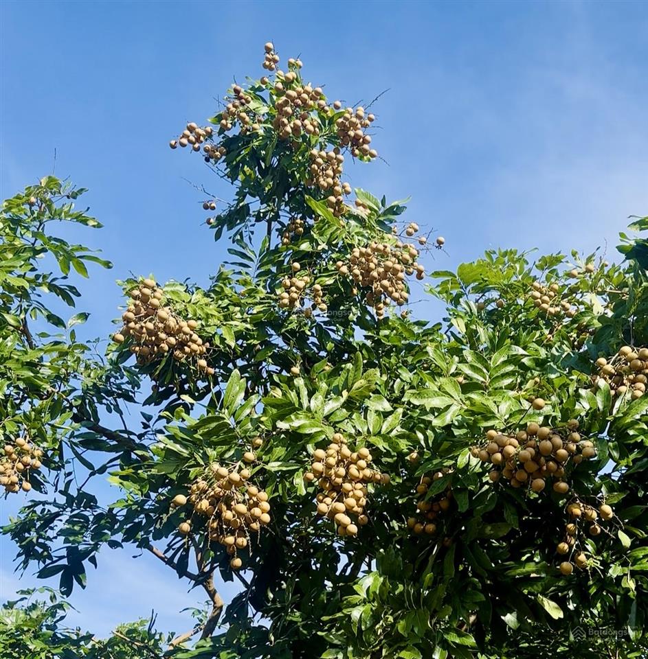 Đất 500m2 sẵn nhãn  làm nhà vườn hết sẩy