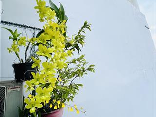 Mặt tiền đường trần văn sắc, p. thảo điền, q2 45,2m2 chỉ 6, x tỷ