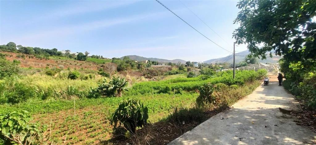 Cô thảo e vay mượn ngân hàng cần bán gấp 786m2 vùng ven đà lạt chỉ 900 nghìn/m2