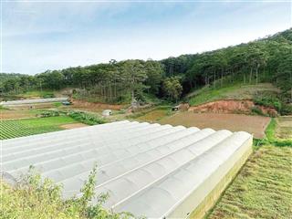 Chị gái lấy chồng xa cần bán gấp lỗ sâu 1200m2, ven đà lạt