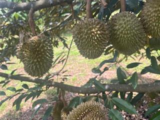 Lấy hội hoài không được ra lỗ sâu 98% lô 600m2 có sẵn vườn sầu riêng chỉ 786 tr