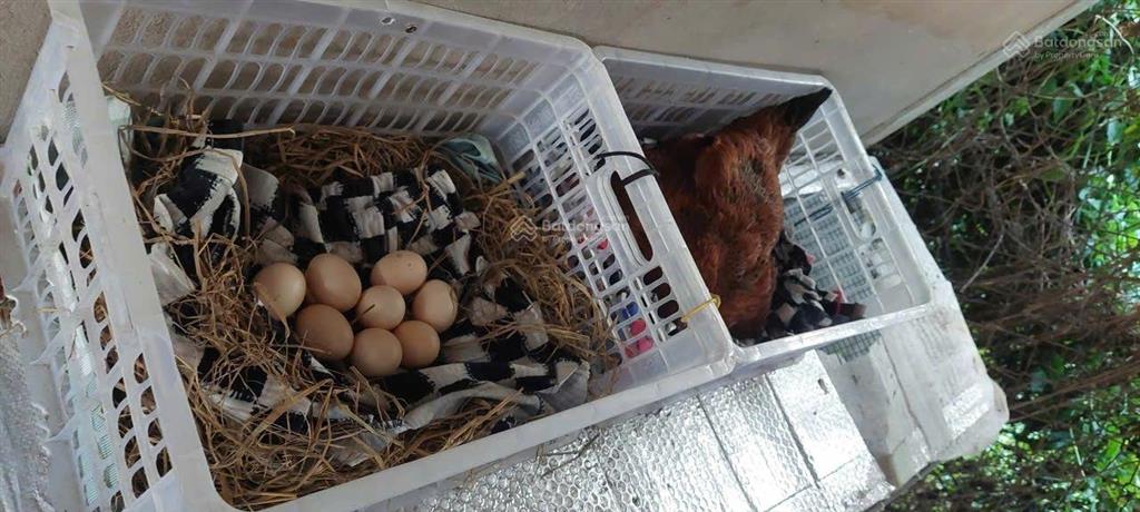 Bán nhà ngoại thành hcm rộng rãi thoáng mát