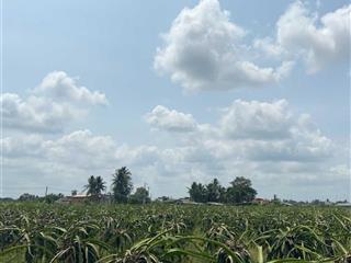 Cần bán 1000m2 đất lúa được chuyển thổ ở xã vàm cỏ, tỉnh tây ninh