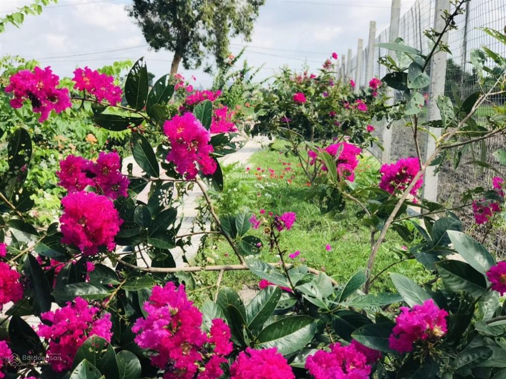 Kẹt tiền trả nh cần bán vườn tâm huyết, cách q2 chỉ 3km, gần 1000m2 giá chỉ 4,7 tỷ