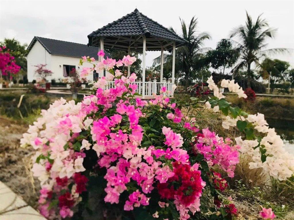 Kẹt tiền trả nh cần bán vườn tâm huyết, cách q2 chỉ 3km, gần 1000m2 giá chỉ 4,7 tỷ
