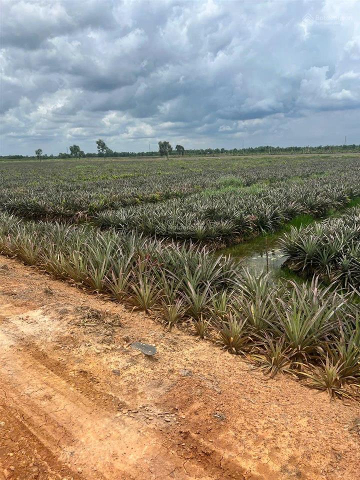 Cần bán đất (35m x 100m) 3585m2 xã thạnh lợi, huyện bến lức, tỉnh long an 300 nghìn/m2