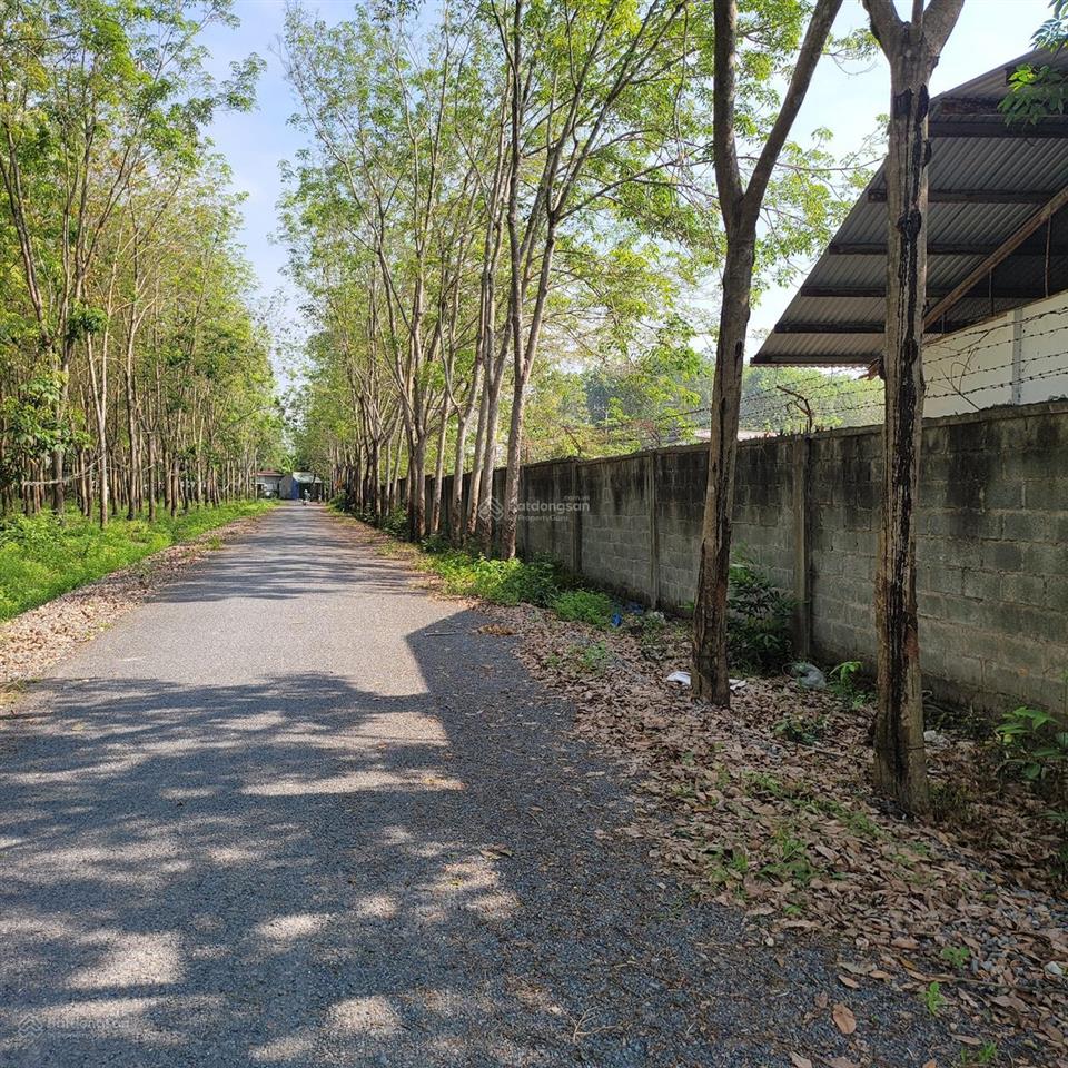 Bán đất thổ cư 3520m2 đường bê tông cách quốc lộ 22, thị trấn củ chi 300m, giá 22 tỷ