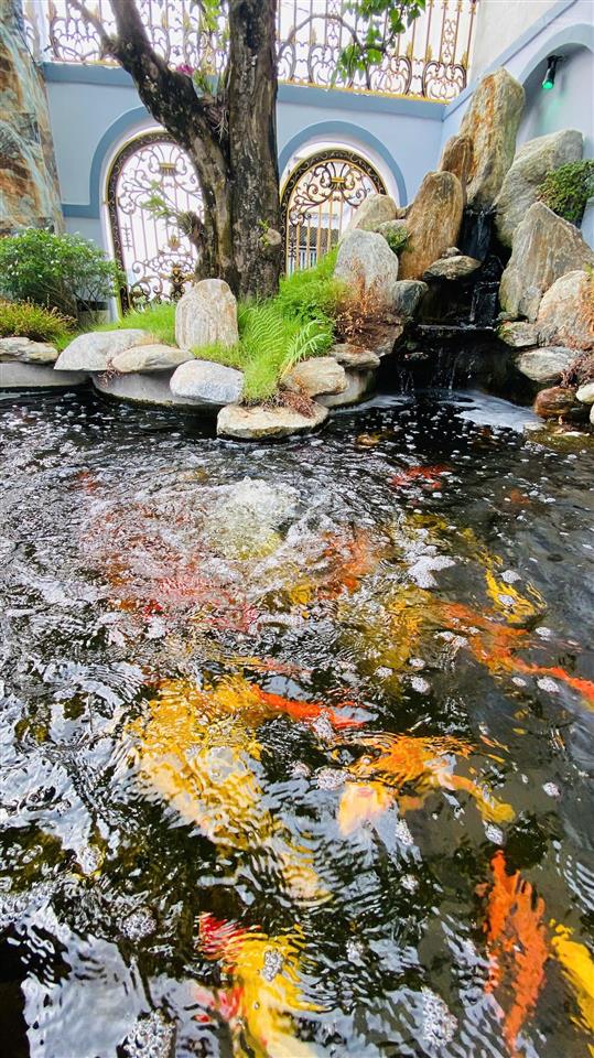 Biệt thự mái nhật 10x46m đẳng cấp có hồ cá koi vào ở đón tết