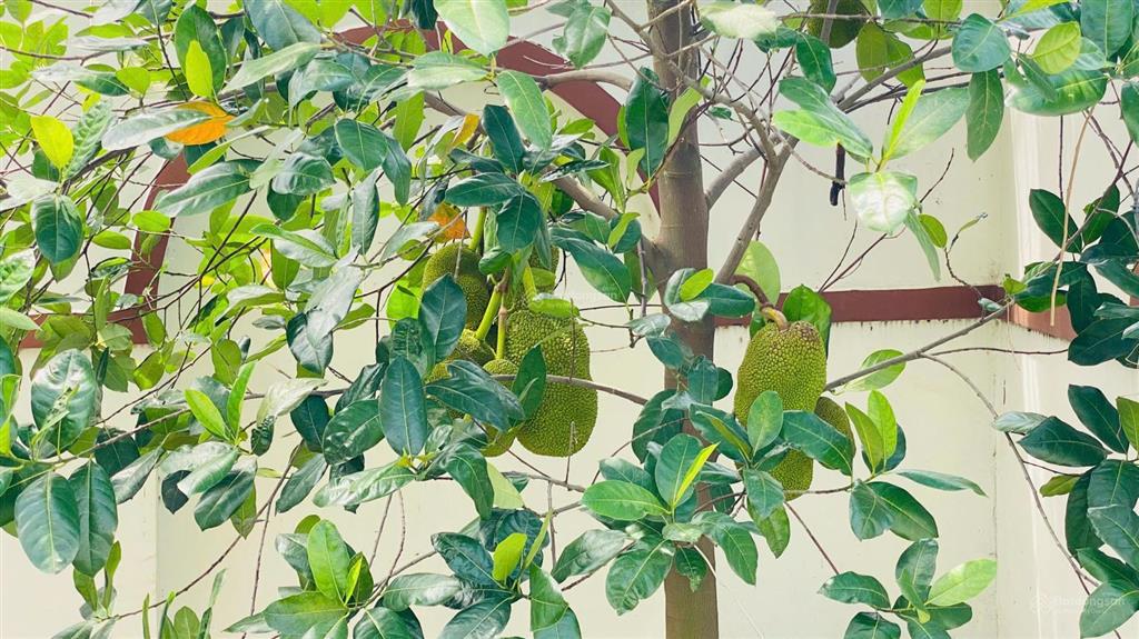 Biệt thự mái nhật 10x46m đẳng cấp có hồ cá koi vào ở đón tết