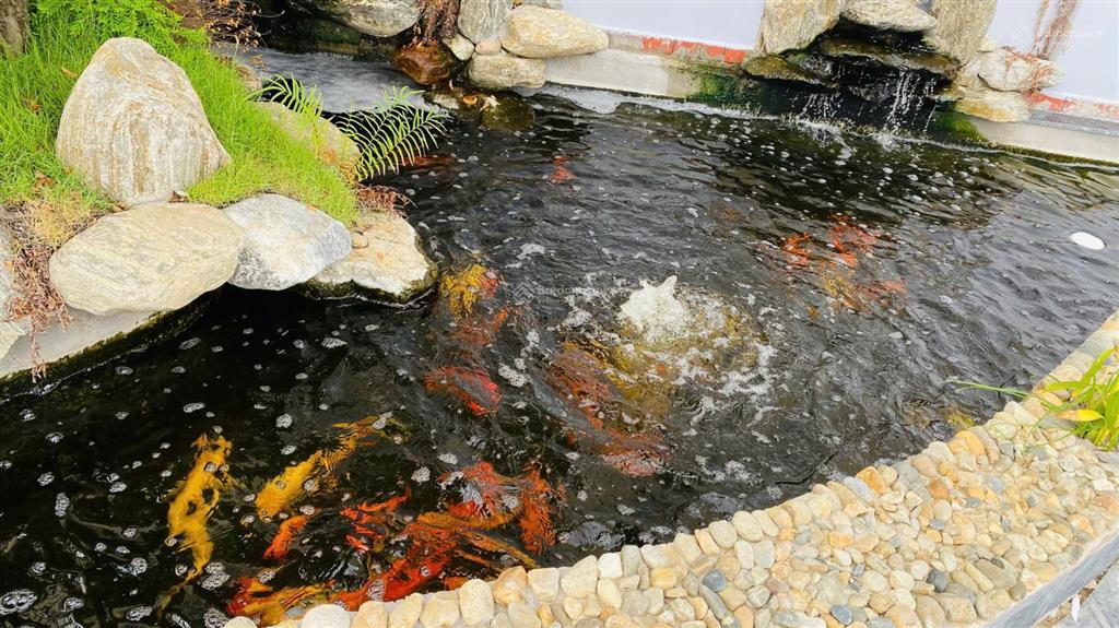 Biệt thự mái nhật 10x46m đẳng cấp có hồ cá koi vào ở đón tết