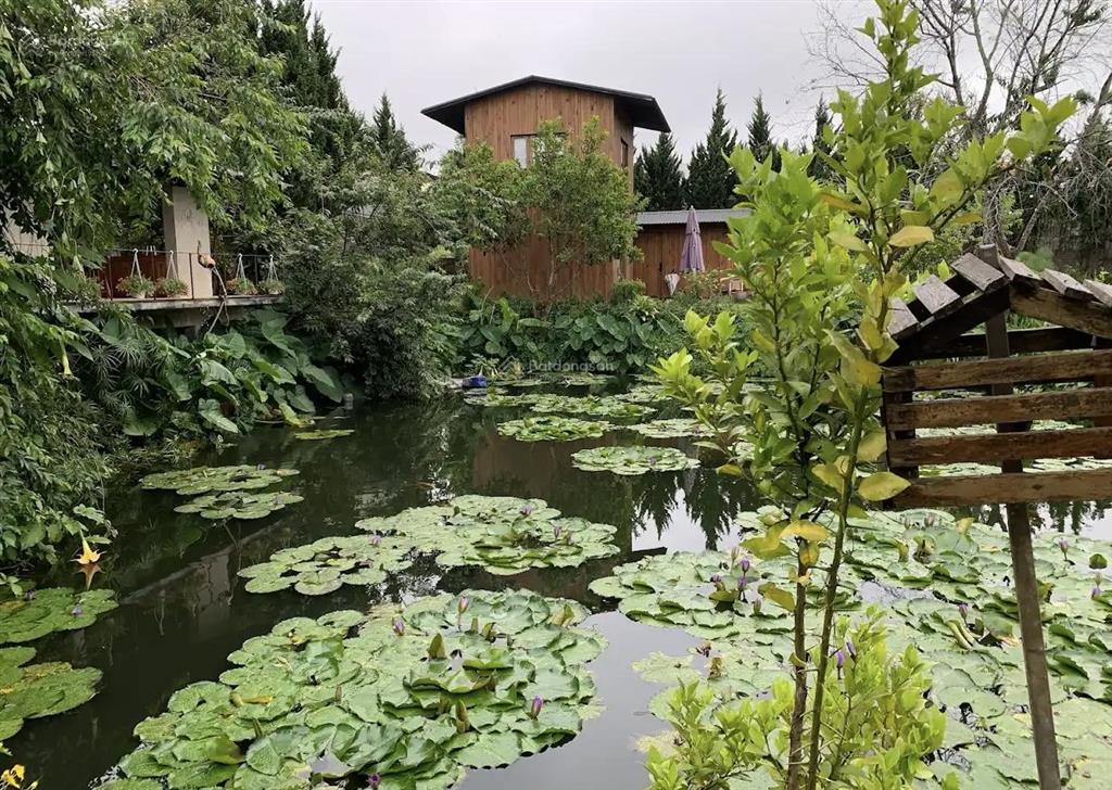 Bán lỗ giảm 50% căn nhà có sân vườn hồ bơi yên tĩnh  đà lạt