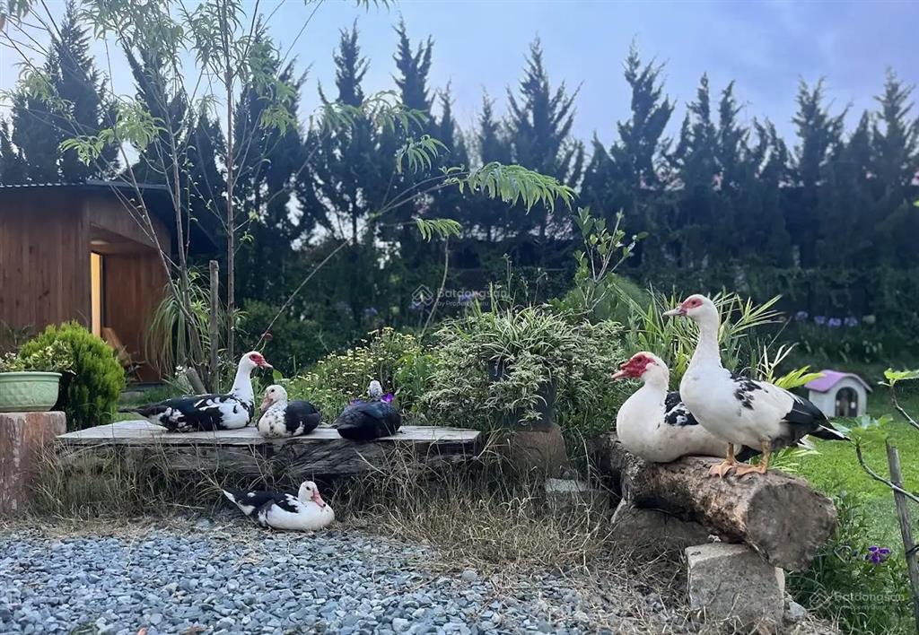 Bán lỗ giảm 50% căn nhà có sân vườn hồ bơi yên tĩnh  đà lạt