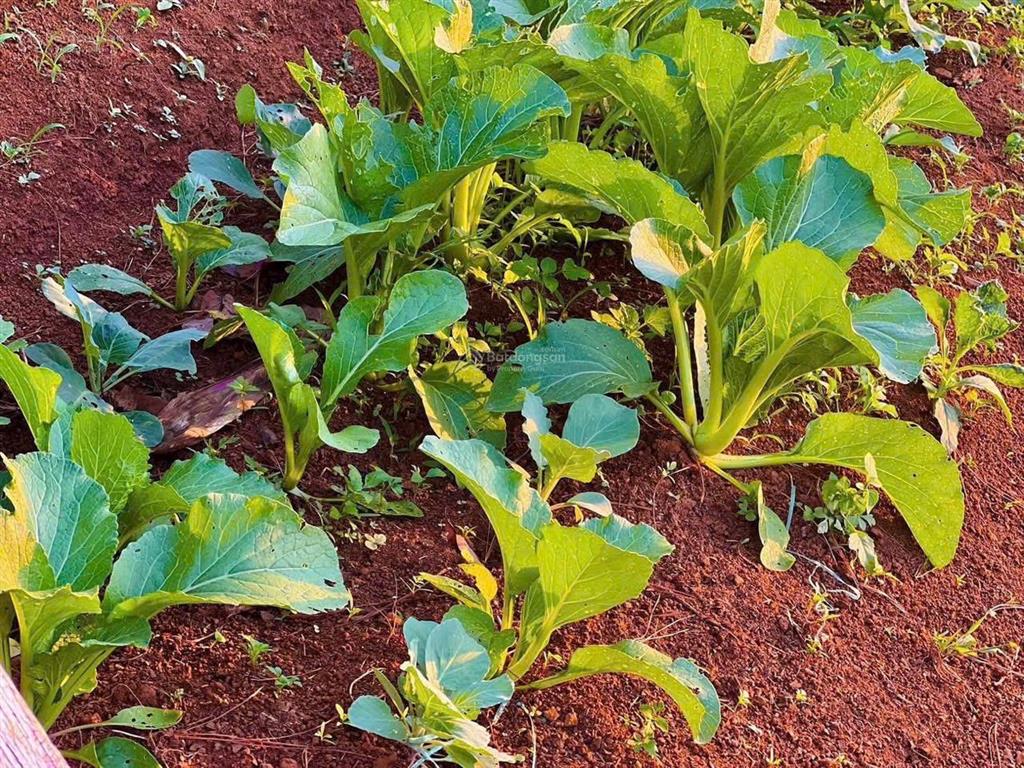 Cắt lỗ 40% giá trị đất 1000m2 sang tên nhanh, view có hồ và rừng thông liên he 0901 844 ***