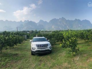 Chính chủ cần bán vườn cam tuyệt đẹp tại nông trường thanh hà  lạc thủy dt 13.000m, giá chỉ 1,4 tỷ