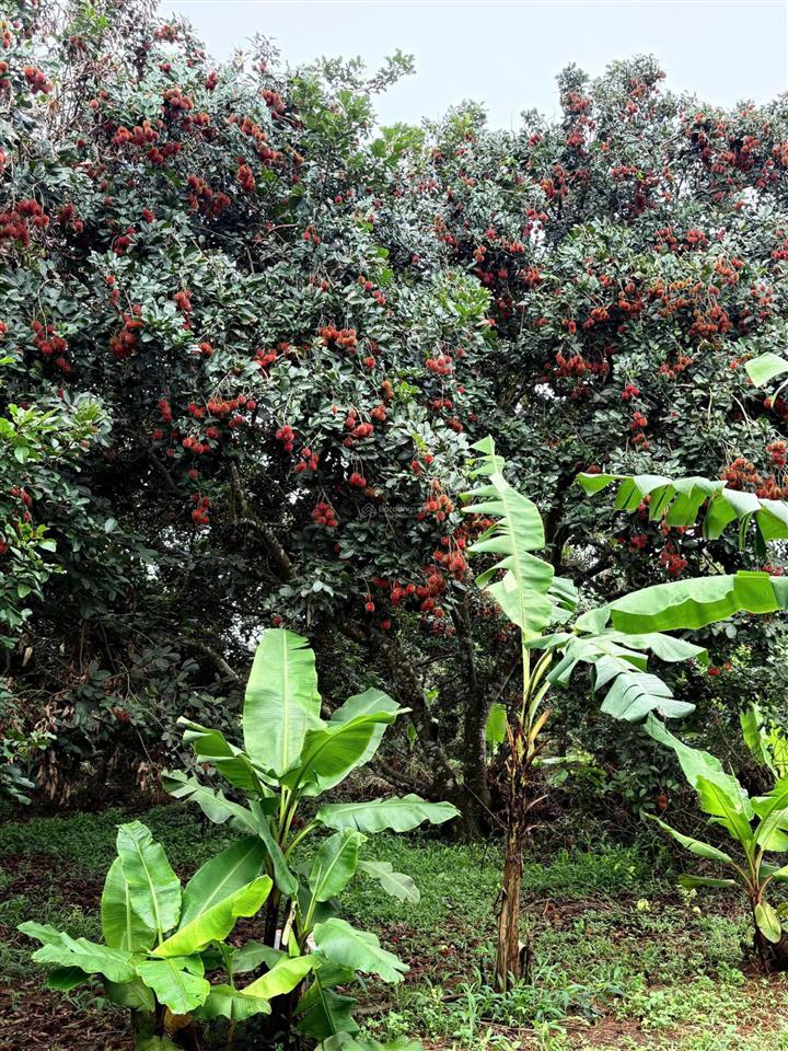 Bán đất 1000m2 tại đường 20, gia tân 3, thống nhất, đồng nai, giá siêu hời 990 triệu