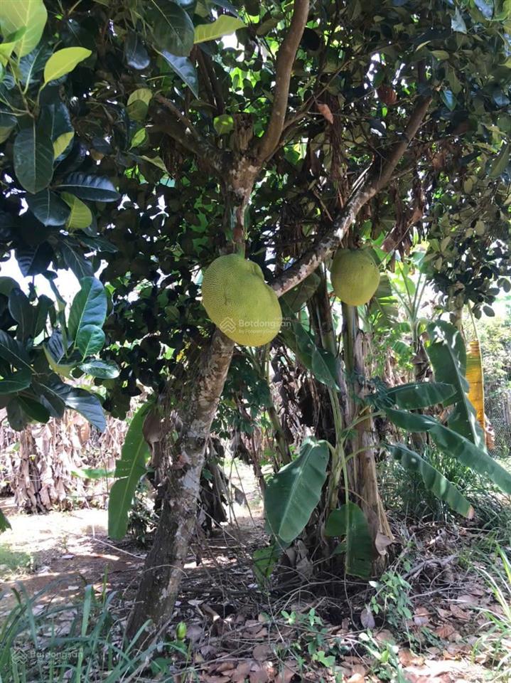 Bán đất 1000m2 tại đường 20, gia tân 3, thống nhất, đồng nai, giá siêu hời 990 triệu