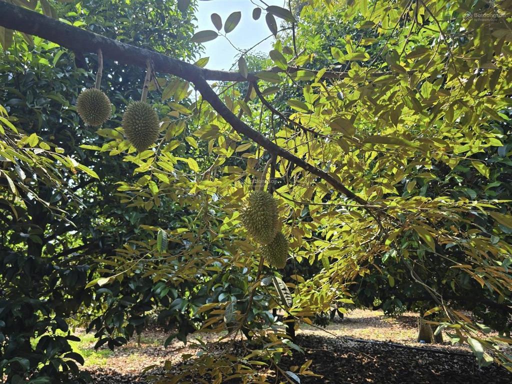 Bán đất 1000m2 tại đường 20, gia tân 3, thống nhất, đồng nai, giá siêu hời 990 triệu